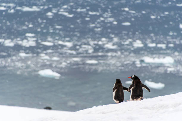 Close-up of a group of Gentoo Penguins -Pygoscelis papua- walking along a penguin highway in a snowy landscape of the colony at Danco island, on the Antarctic Peninsula