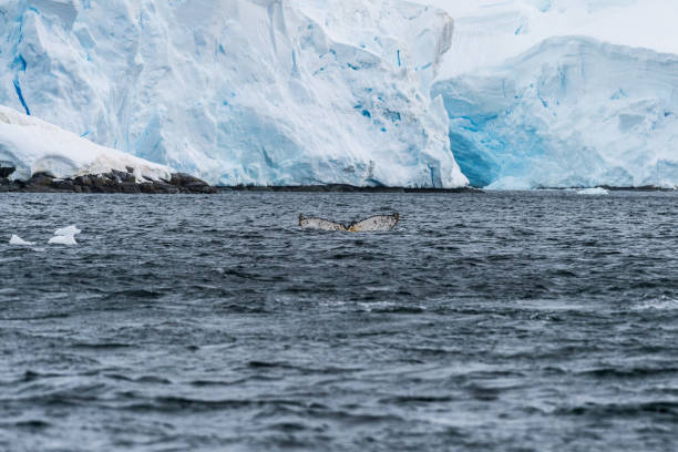 istock Antarctic landscape with a diving whale 2150299473