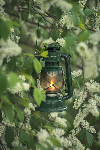Photo of a kerosene lantern near a flowering tree.