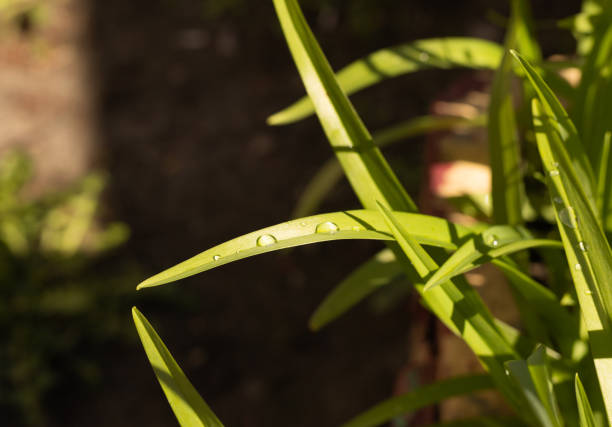 two drops of dew on a green blade of grass