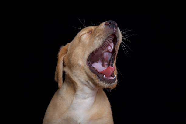 istock Labrador puppy yawning 2150301776