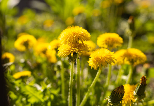 yellow flowers, blooming dandelions outdoors, close up