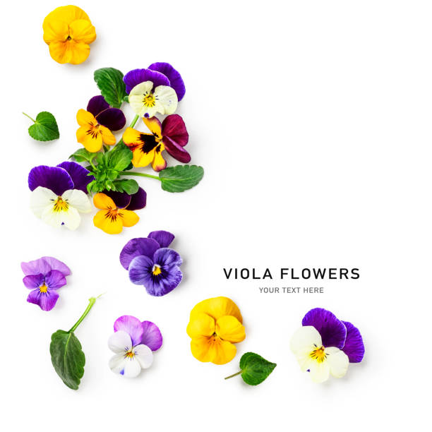 istock Spring viola pansy flowers frame border isolated on white background 2150303058
