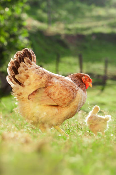 istock brown hen and chick free range farm field grazing 2150303123