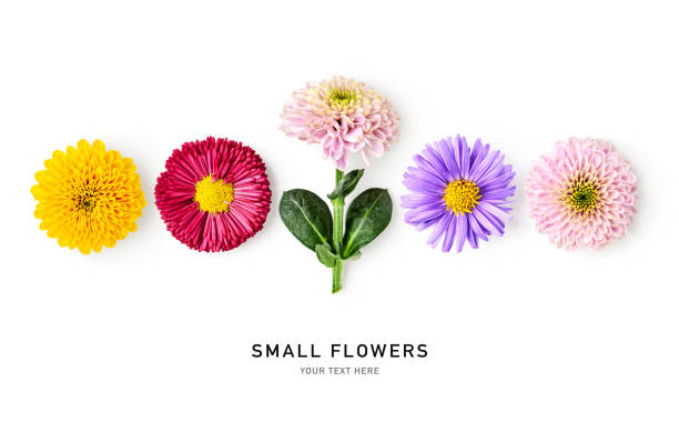 istock Small garden flowers set isolated on white background 2150303133
