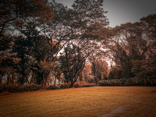 istock Greenery yard full of trees at evening 2150304687
