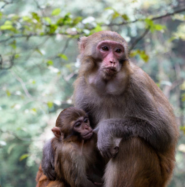 istock Wild monkey mother with baby monkey 2150304966