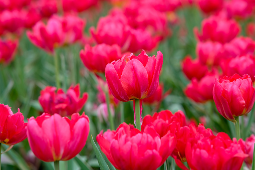 Pinkish red double early tulips in Zhongshe Flower Farm in Taichung City, Taiwan.