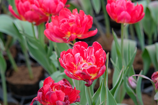Pinkish red double early tulips in Zhongshe Flower Farm in Taichung City, Taiwan.