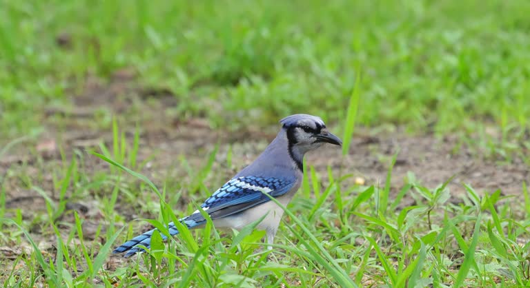 Close up video of a Blue Jay feeding