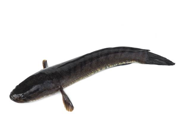 istock Large, fresh, not dead snakehead fish placed isolated on a white background. 2150307014