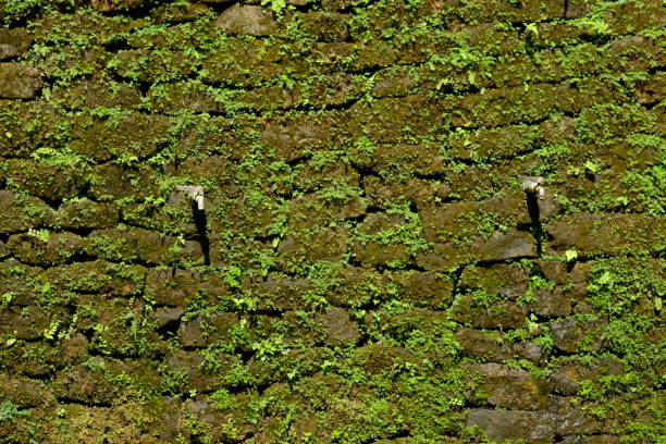 Stone wall with green moss. Natural background. Natural wall texture.