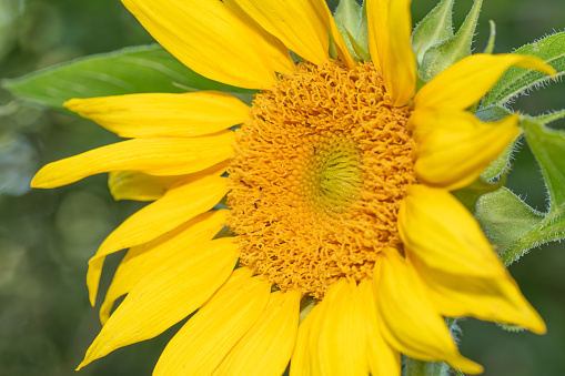 Closeup of a vibrant sunflower, healianthus, growing in a springtime garden.