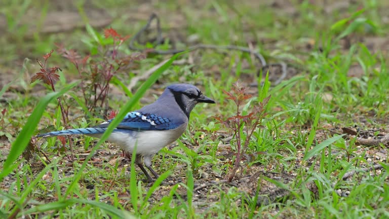 Close up video of a Blue Jay feeding