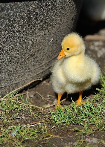 Little yellow baby goose new to this world, exploring and finding food. ￼