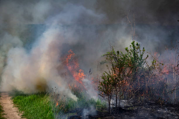 istock Vegetation fire in the field. 2150308221