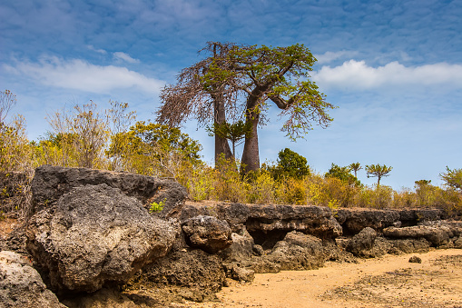 Baobabs on the shore of the Indian Ocean. Ashore with the tide. The nature of Africa. Traveling to the National Parks of Kenya by car.