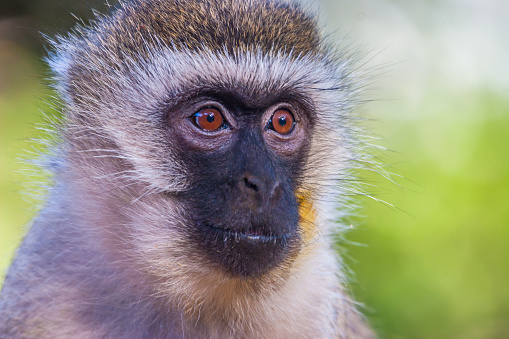Portrait of a monkey Africa. Kenya. Journey through Africa. The monkey looks into the distance. Animals in Kenya.