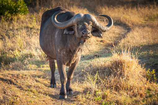 Kenya. Africa. Safari in Africa. Buffaloes in Kenya. African buffalo.