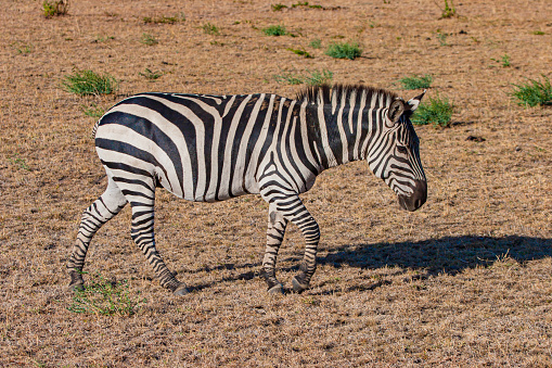 Africa. Kenya. Zebra close-up. Zebra walks across a brown field. Fauna of Africa. Animals Of Kenya. Cloven-hoofed animal. Travel to Africa.