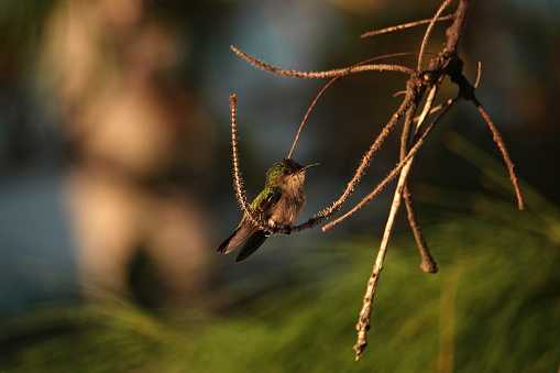 Tiny green Antillean Crested Hummingbird perched on a branch with a blurred background