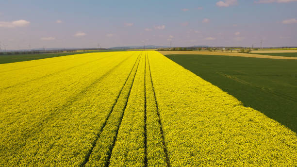 istock Yellow rapeseed flower field with tractor tire tracks 2150309268