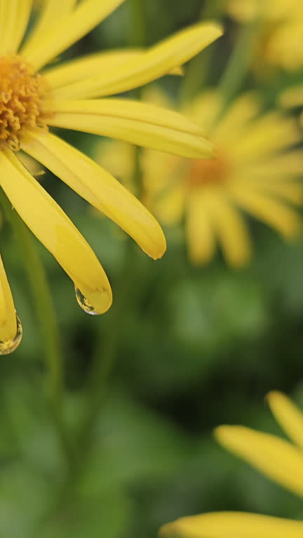 Yellow garden of Rudbeckia hirta spring. Yellow flowers in nature, Wet in raindrops, Vertical video