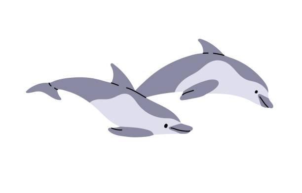 istock Pair of Atlantic bottlenose dolphins. Cute underwater animals with fins move, swimming and jump from water. Sea wildlife, sealife, ocean fauna. Flat isolated vector illustration on white background 2150310105