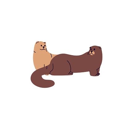 Pair of American ermine or European mink. Cute furry weasels with amusing muzzles. Adorable stoats with fluffy tail. Wild arctic animals. Polar, north fauna. Flat isolated vector illustration on white.