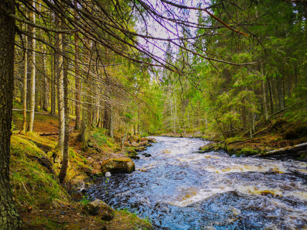 istock Forest landscape in Russia 2150310964