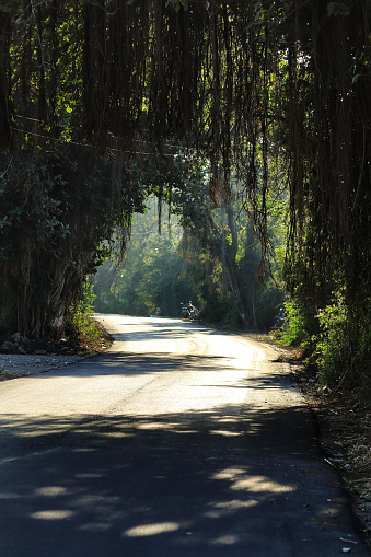 Ficus bengalensis linn , Banyan tree. empty road with beautiful morning light on road. Country road with markings in the middle of the forest. Concept for success in the future goal and passing time