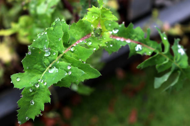 istock Water droplets on a Red-seeded dandelion (Taraxacum erythrospermum) leaf : (pix Sanjiv Shukla) 2150311154