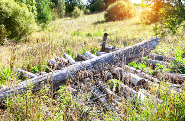 Broken old cut tree logs piled up near a forest road in sunny summer day. Deforestation environmental problem