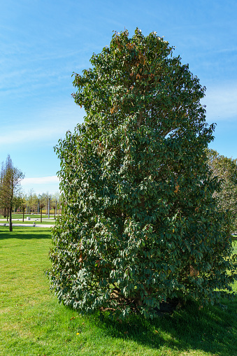 Evergreen Prunus lusitanica (Portugal laurel) in city park Krasnodar. Public landscape 'Galitsky park' for relaxation and walking in sunny spring 2024.