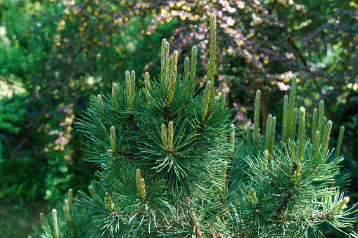Pinus mugo Pumilio with beautiful young shoots. Close-up cultivar dwarf mountain pine green in sunny day. Place for your text. Small and fluffy. Nature concept for spring design