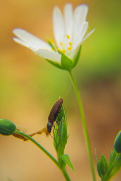 worm, insect sitting on a white flower in the spring forest on a blurry orange background