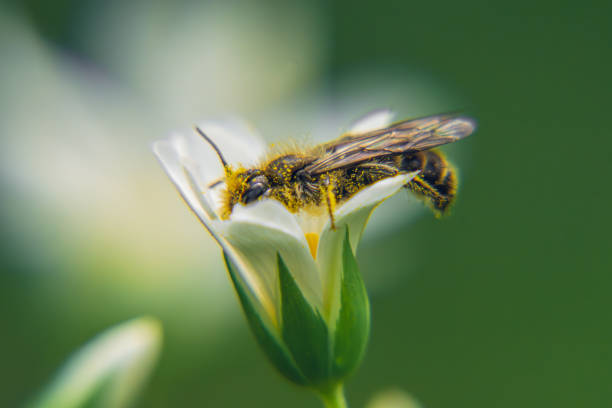 istock a honey bee covered with pollen sitting on a flower 2150311613