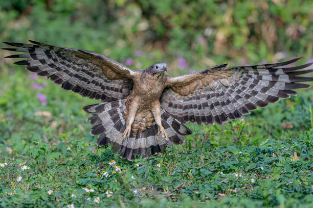 istock Crested Honey Buzzard (Pernis Ptilorhynchus) in Flight, Thailand stock photo 2150312375