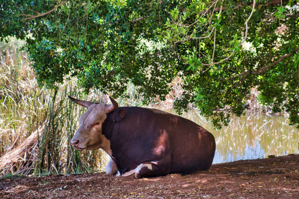 Large bull resting in the shade of a tree on the shore of a small lake