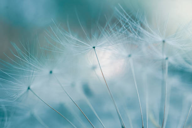 Beautiful dandelion flower seed in springtime, blue background