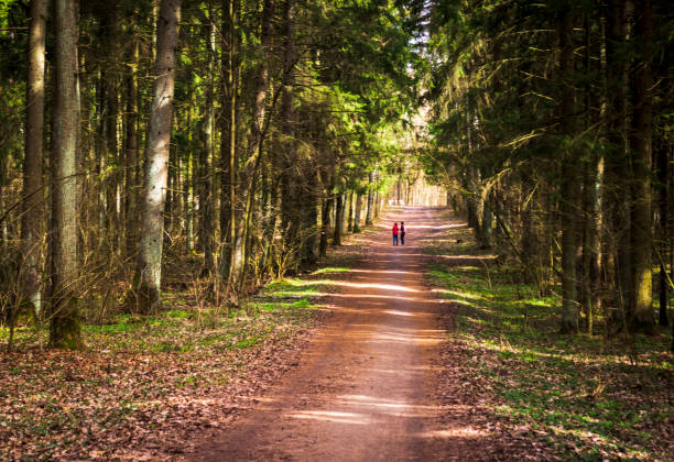 istock Landscape shot of the forest. Nature 2150313949