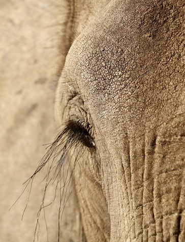 Close up of elephant’s eye
