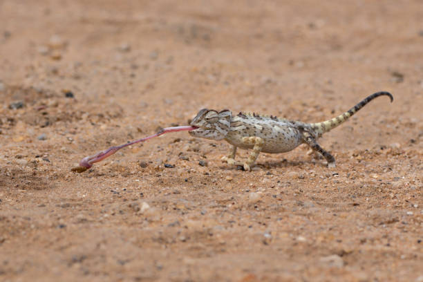 istock Namaqua chameleon in the Namib Desert 2150316022