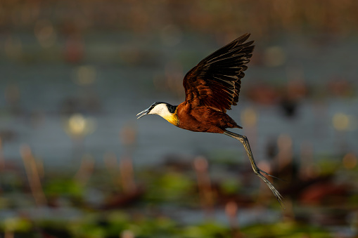 African Jacana (Actophilornis africanus) flying in a field of Water Lilies in a cove in the Chobe river between Namibia and Botswana