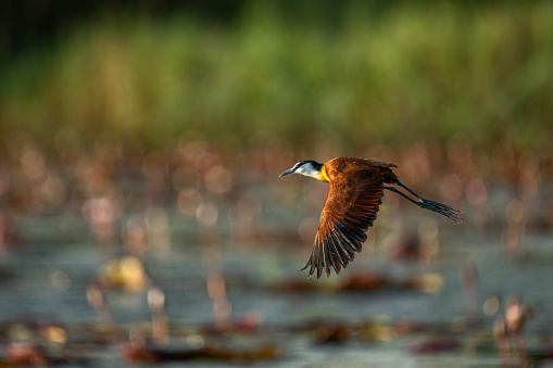 African Jacana (Actophilornis africanus) flying in a field of Water Lilies in a cove in the Chobe river between Namibia and Botswana