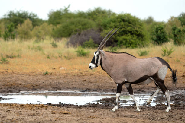 Oryx, African oryx, or gemsbok (Oryx gazella) searching for water and food in the dry Etosha National Park in Namibia