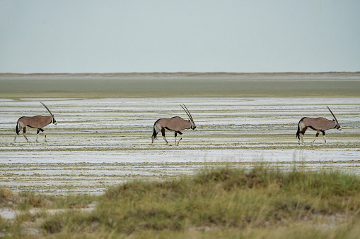 Oryx, African oryx, or gemsbok (Oryx gazella) searching for water and food in the dry Etosha National Park in Namibia