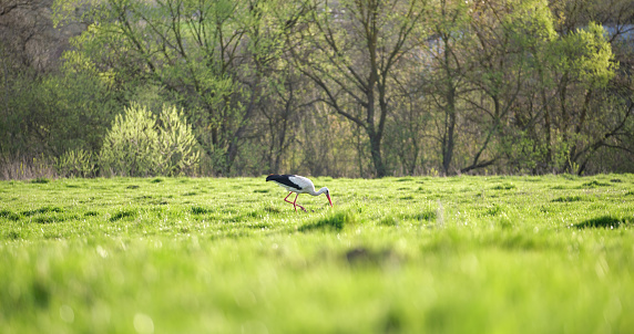 Stork bird walking on green grass field looking for food.