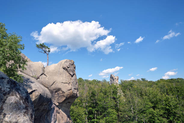 Big old pine tree growing on rocky mountain top under blue sky on summer mountain view background.