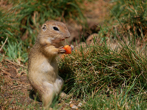 Cute gopher Zeisel eats carrot on the grass in the park Blumengrten Hirschstetten in Wien.